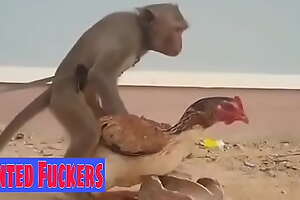 Monkey VS Hen Fuck, Funny Pic